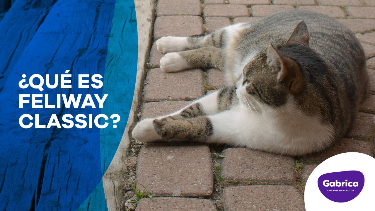 🇨🇴🐱💜 ¿Cómo funcionan las feromonas para gatos Feliway Classic? 🐱💜