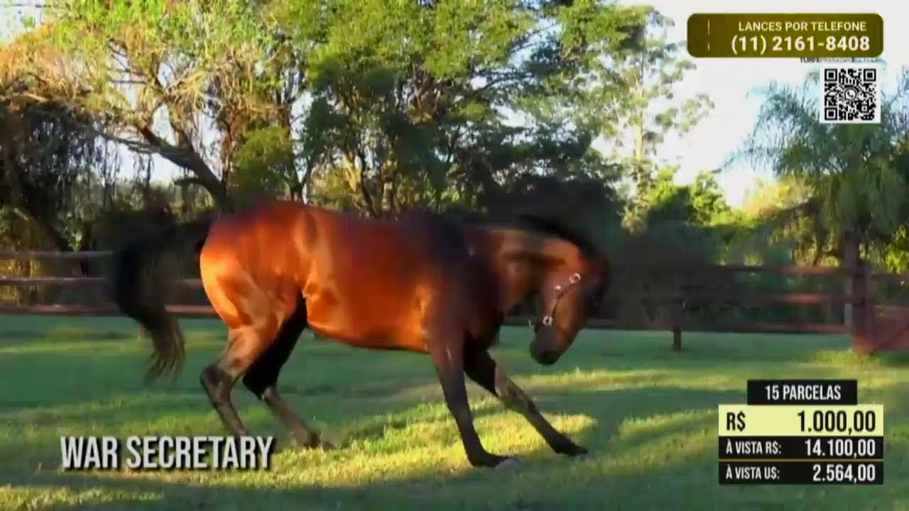 Transmissão  Jockey Club SP -  APPS - 25/02/2026 - HARAS ESTRELA NOVA