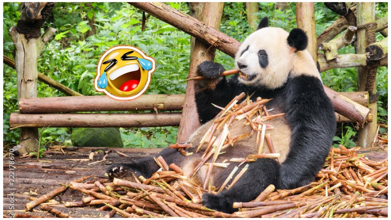 The most interesting funny panda clips