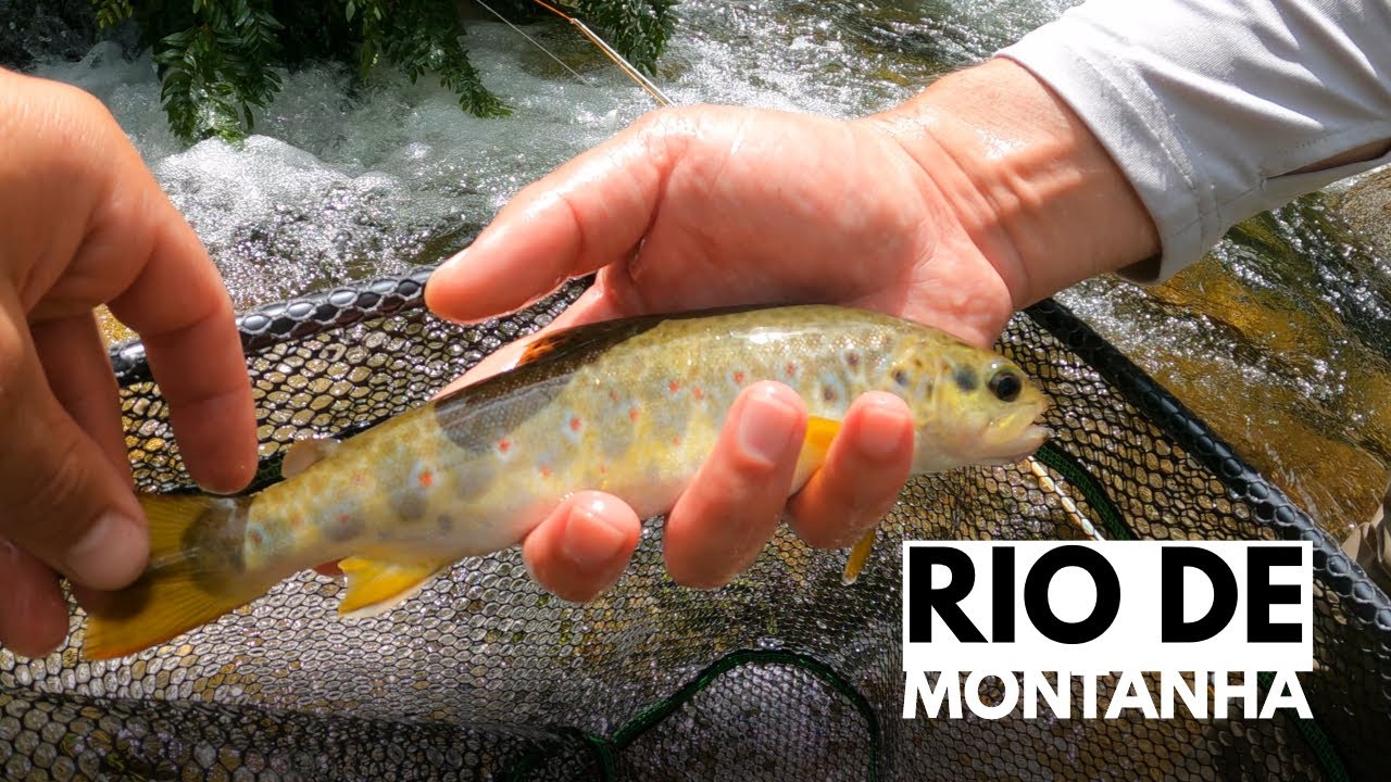 Rio de Montanha - Pesca às Trutas / Mountain stream fly fishing for trout