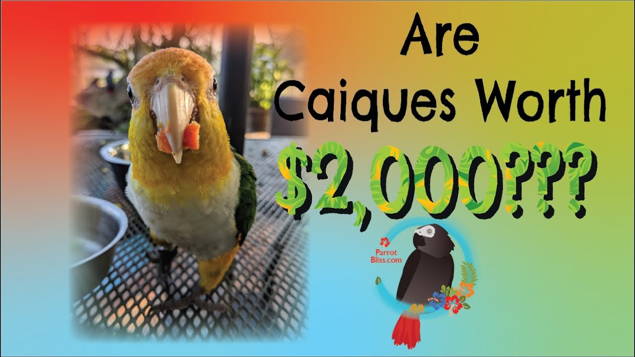 Are 🦜 #Caique #Parrots Worth The $2,000 🏷️ Price Tag? #Parrot_Bliss