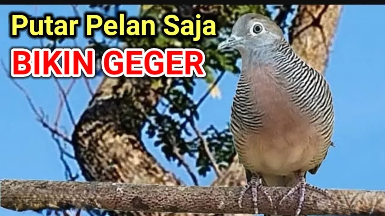 PANCINGAN BURUNG PERKUTUT AMPUH UNTUK PENGGACORAN SEKALI PUTAR PASTI NYAUT