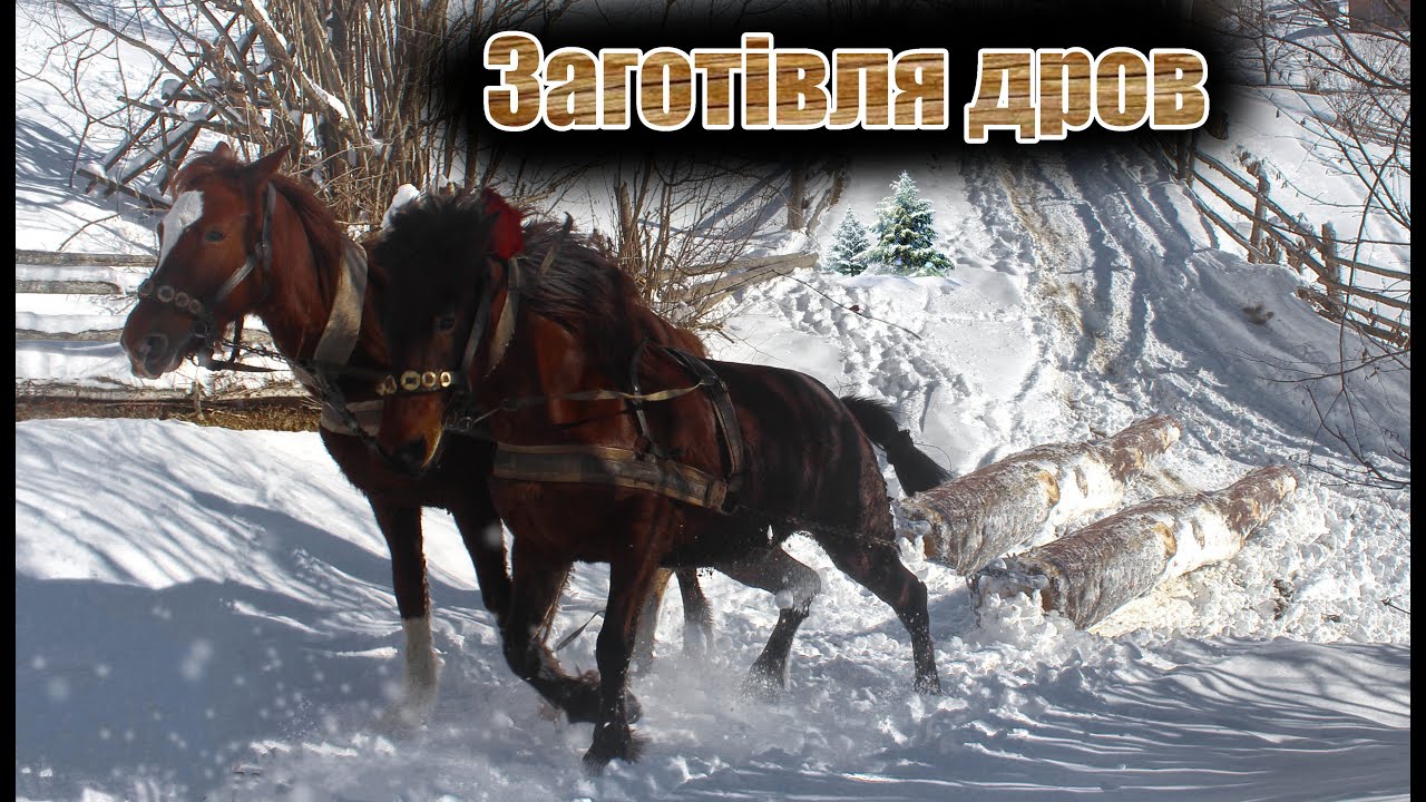 Заготівля дров в Карпатах