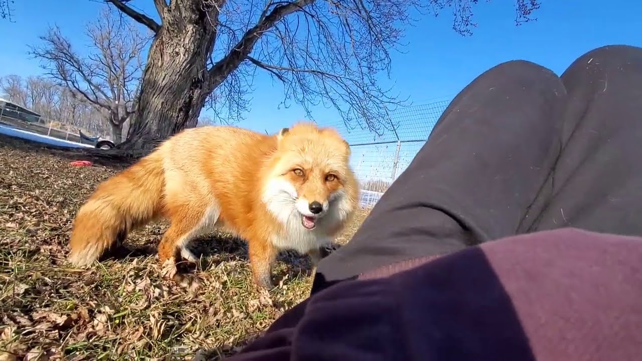 Quality time with foxes Muttias, Vixie, and Dixie