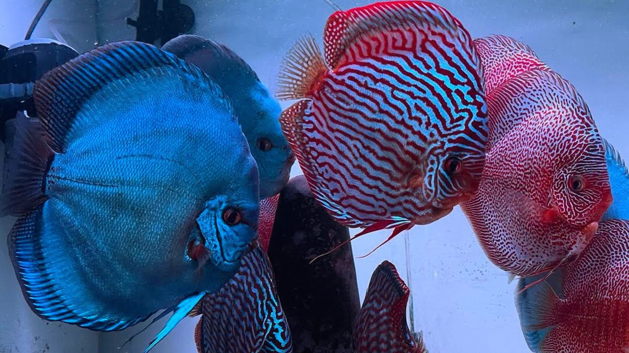 The Best Champion Discus Fish In The World | Beautiful Queen of Aquarium