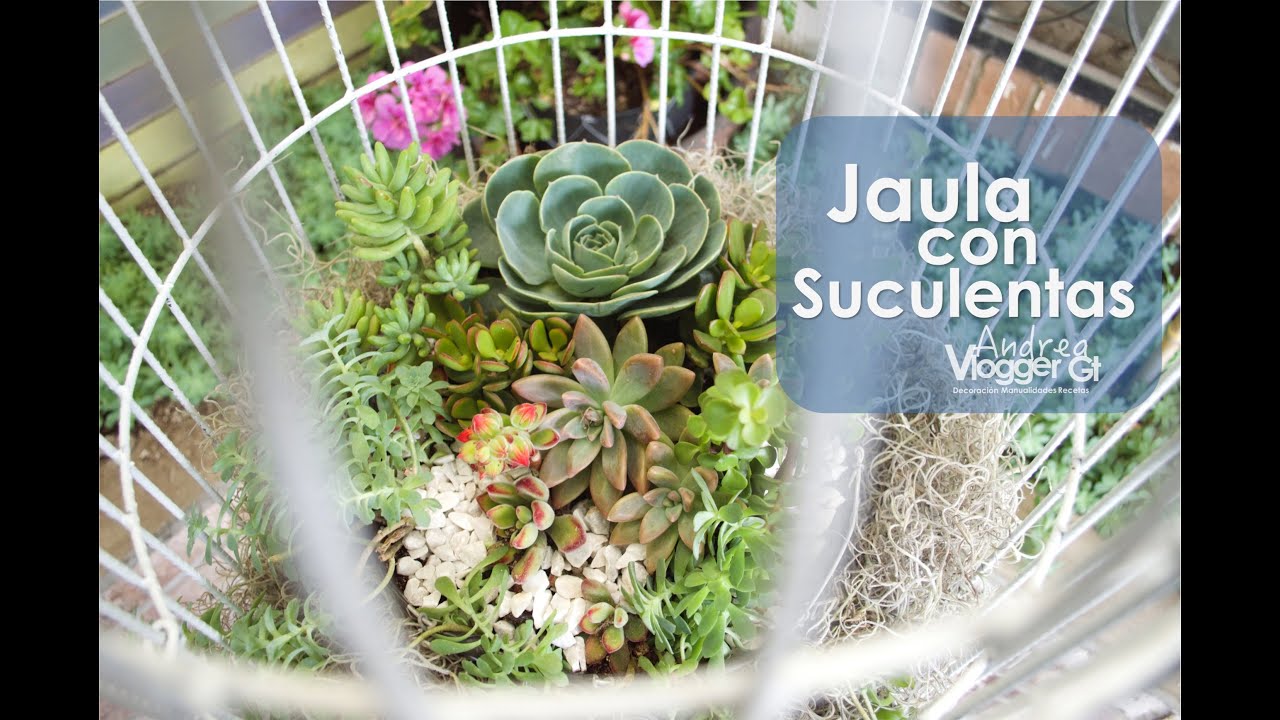 Jaula con Suculentas  || Succulents birdcage