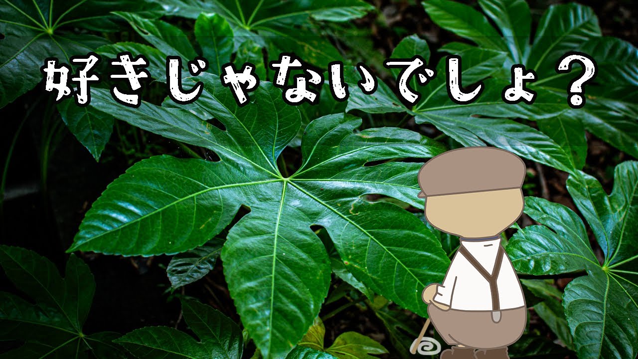 みんなが嫌いなヤツデの良いところを語ってみる動画｜大きな葉が庭を変える | 植物編-115
