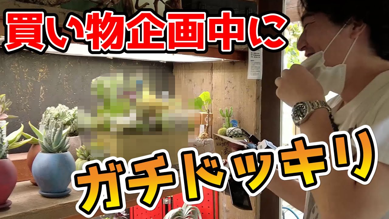 カーメン君がじゅんぺい君の誕生日にガチドッキリ仕掛けてみた結果・・・【カクト・ロコ】【多肉植物】【園芸初心者】