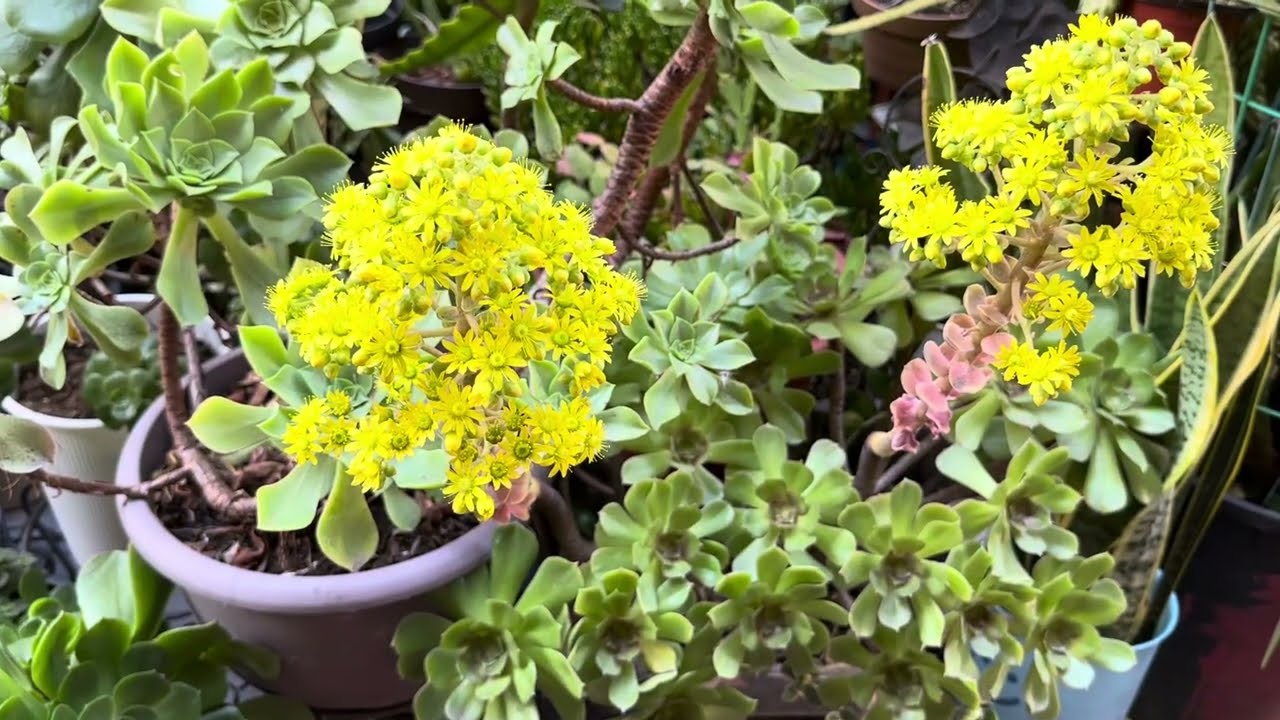 Ways To Prevent Death Bloom Of Aeonium Arboreum Plant