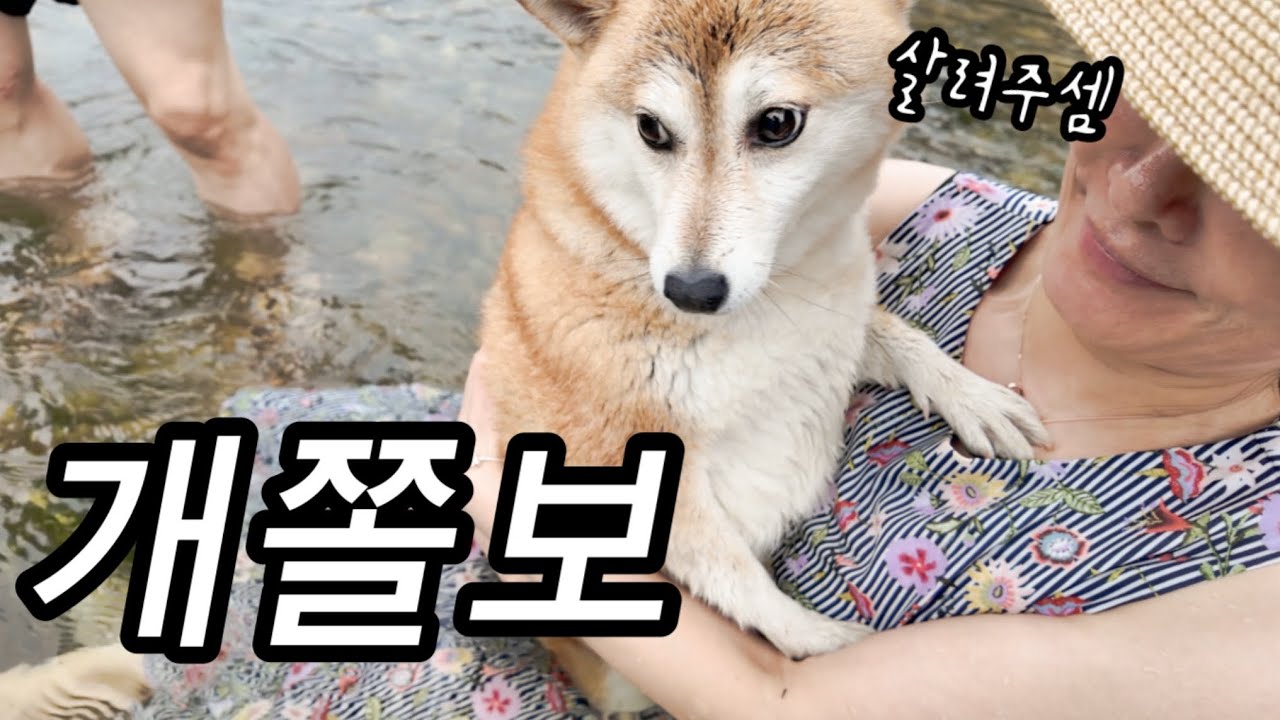물극혐견 데리고 계곡 가면 생기는 일 (부제 : 개꿀잼으로 노는 50대 부부)