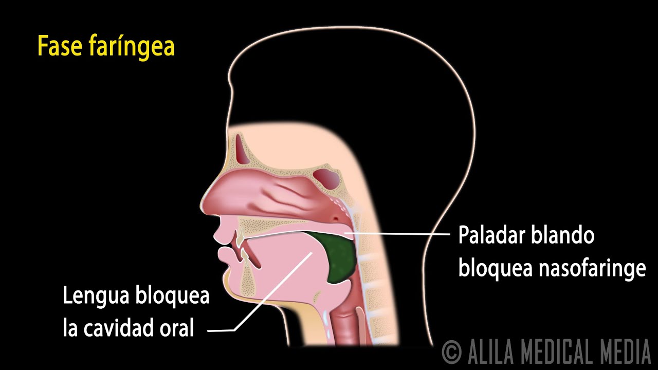 Reflejo de la Deglución, Animación. Alila Medical Media Español.