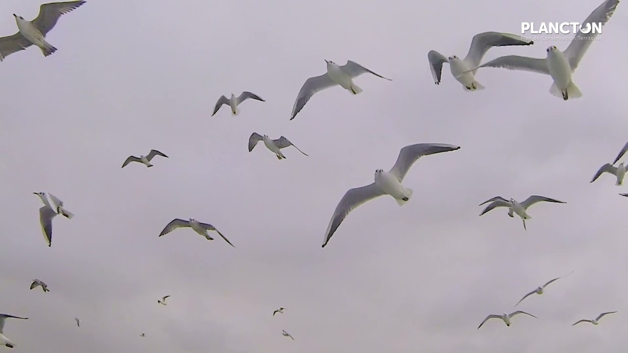 Rede Natura 2000 e os espazos marinos protexidos de Galicia.