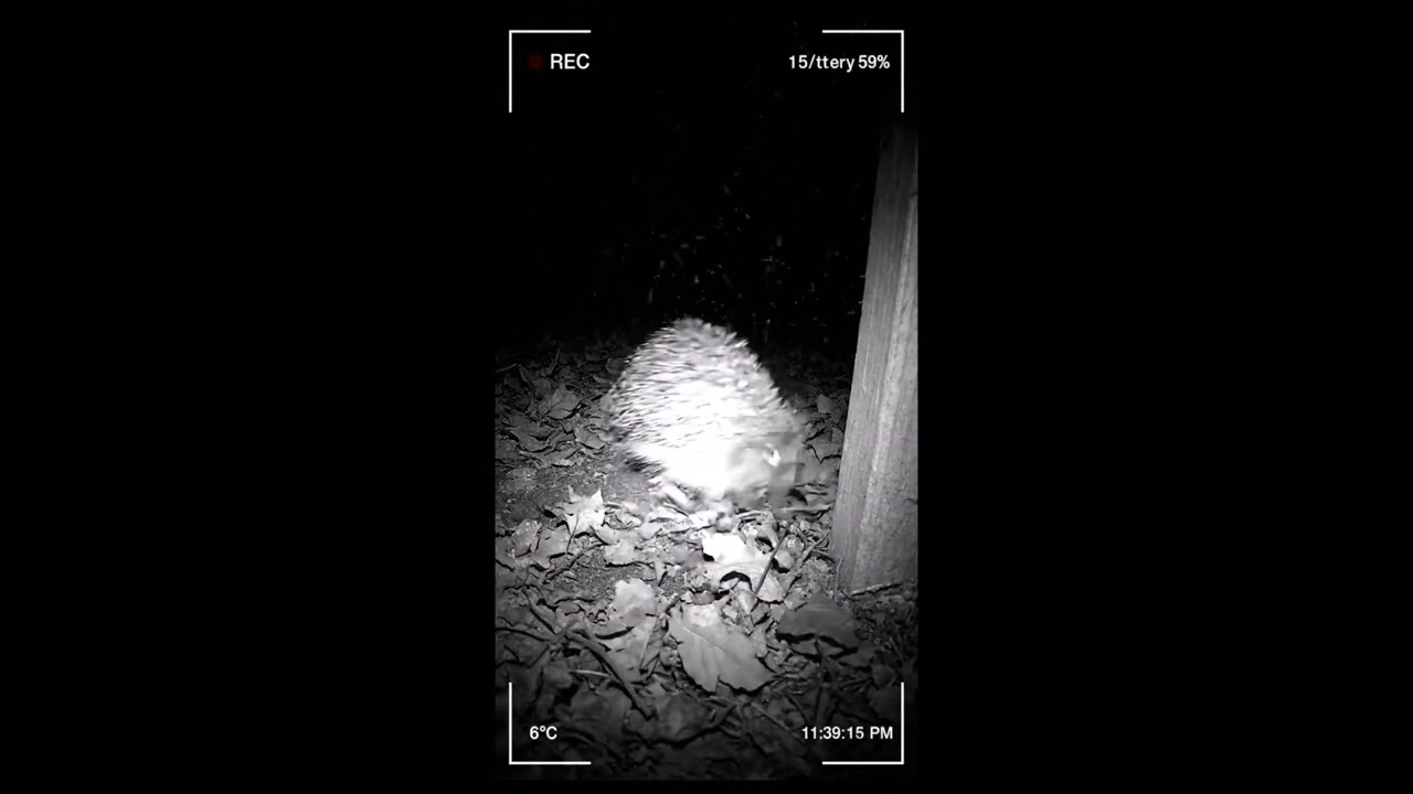Tiny Hedgehog Caught on Camera at 11:38 PM! 🌙🦔 | Cute Night Trail Cam