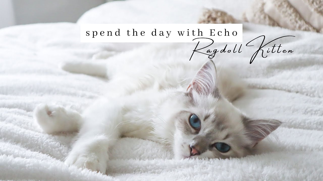 A Day In The Life With A Ragdoll Kitten | Sleeping And Playing - SO CUTE!!!!