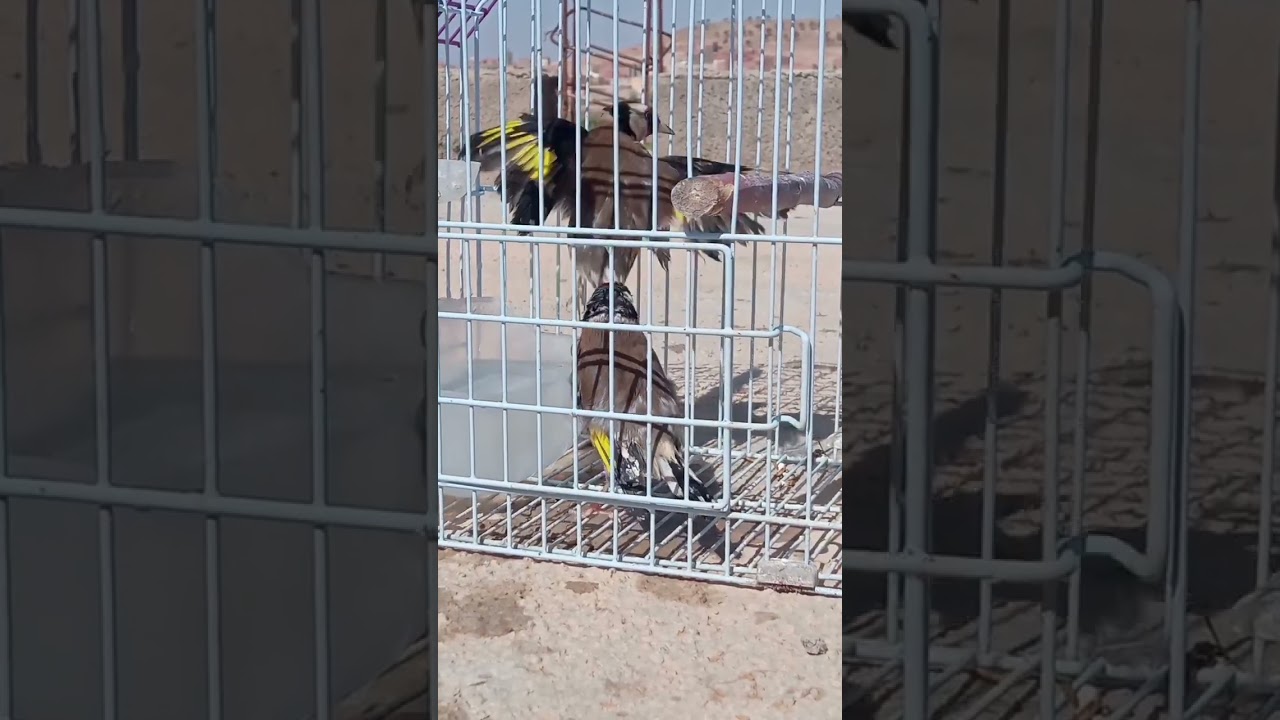 my funny bird take a douch .goldfinch.chardonneret.cardeulis.الحسون
