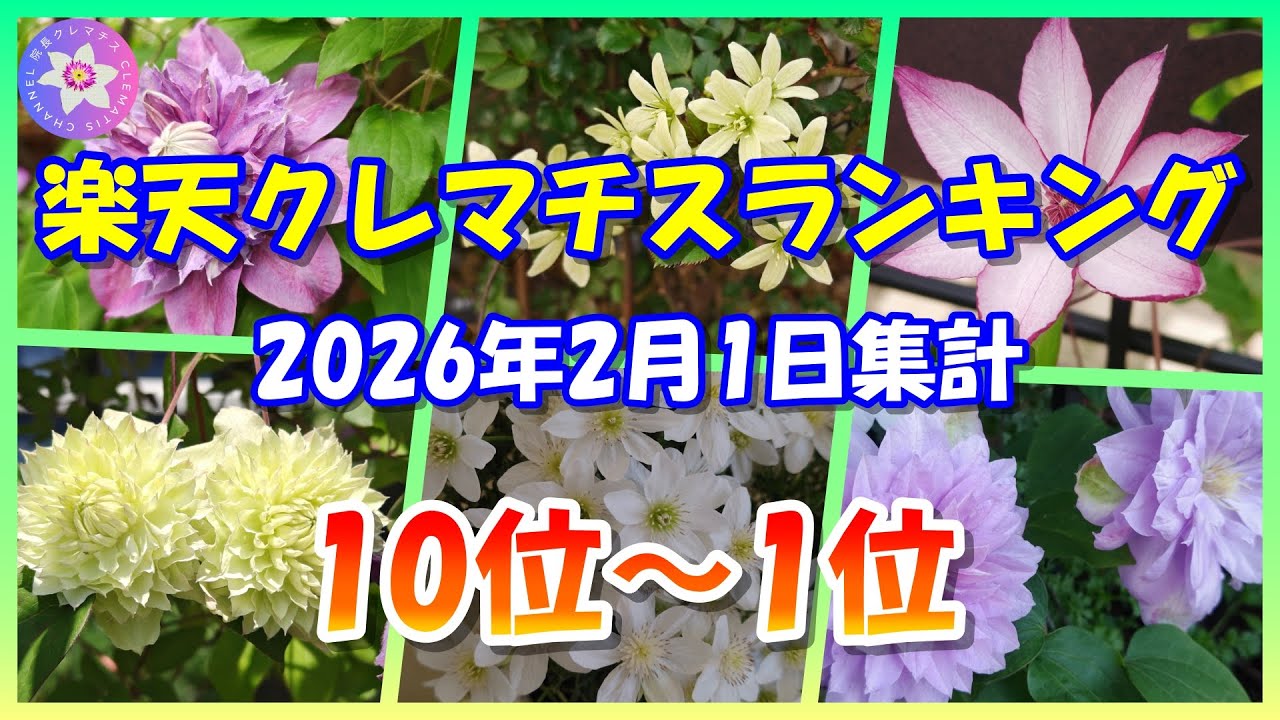 楽天クレマチスランキング　10位～1位　2026年2月1日集計