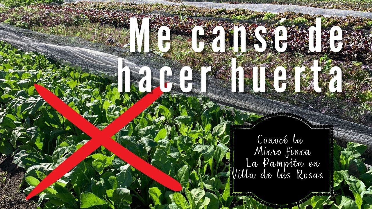 El secreto para tener verduras de calidad. Parte 1. NO hago más HUERTA. #traslasierra #agroecologia