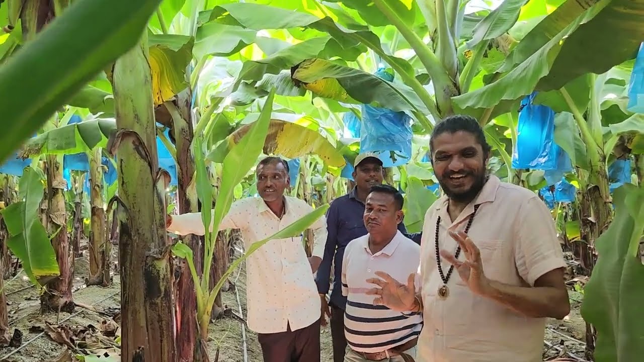 5281- Bkisan Banana G-9 + केला खेती गुजरात की 7697438222
