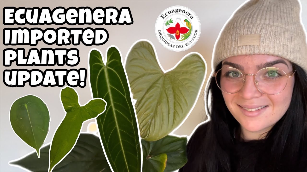 Imported plants updates! ✈️ 1 month, 4 month and 8 month plant updates 🪴