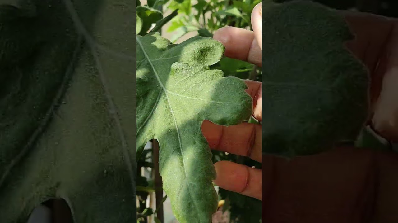 চন্দ্রমল্লিকা গাছের এই সময়ে আমি যা করি তা জানালাম।