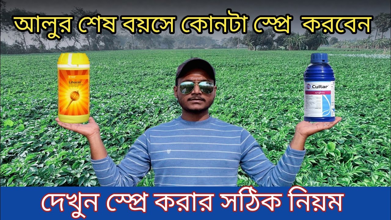 আলুর শেষ বয়সে ফলন দ্বিগুণ করার সুযোগ।।৯০% কৃষকরা জানে না।।বড় ক্ষতির হাত থেকে বাচুন। 