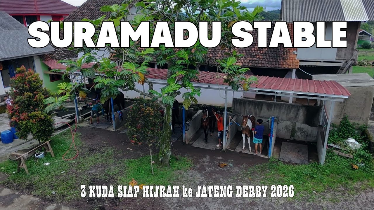 Ready To JATENG DERBY ‼️ Suramadu Stable Berangkatkan 3 Kuda Dari Sumedang
