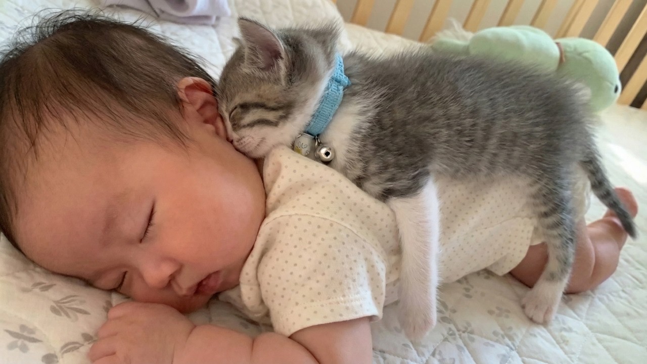 These Kittens Think Babies Are Pillows 🥹🐾 | Adorable Moments