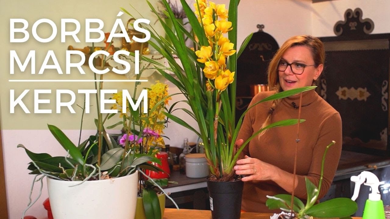 Borbás Marcsi: Kertem - Az orchideák ápolása