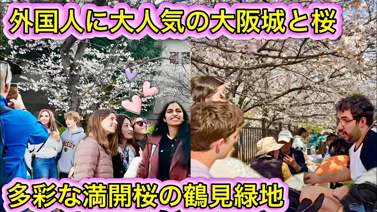外国人で溢れる桜咲く大阪城と多彩な満開桜の鶴見緑地公園 2025
