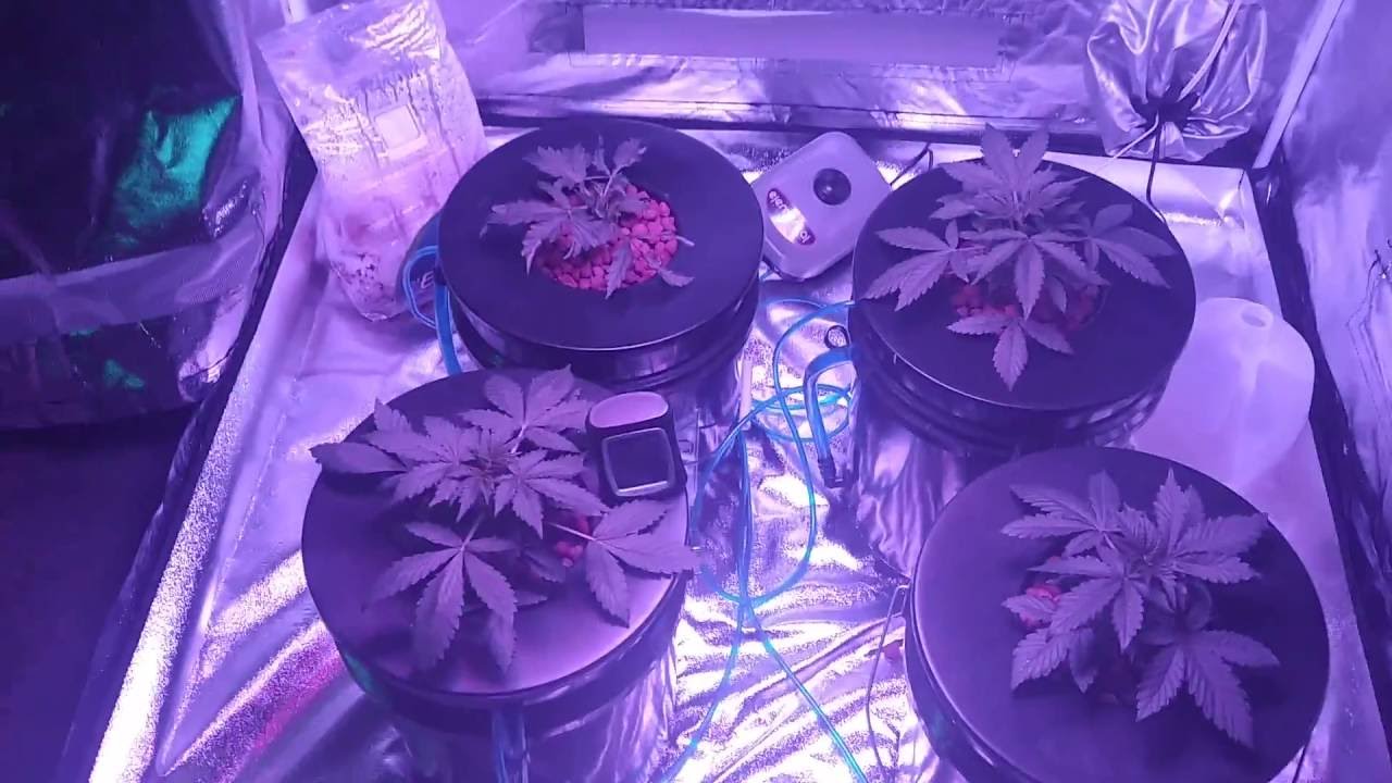 First Grow 1.2 - No More Girl Scout Cookies (Autoflower, DWC, LED, DAY 22)