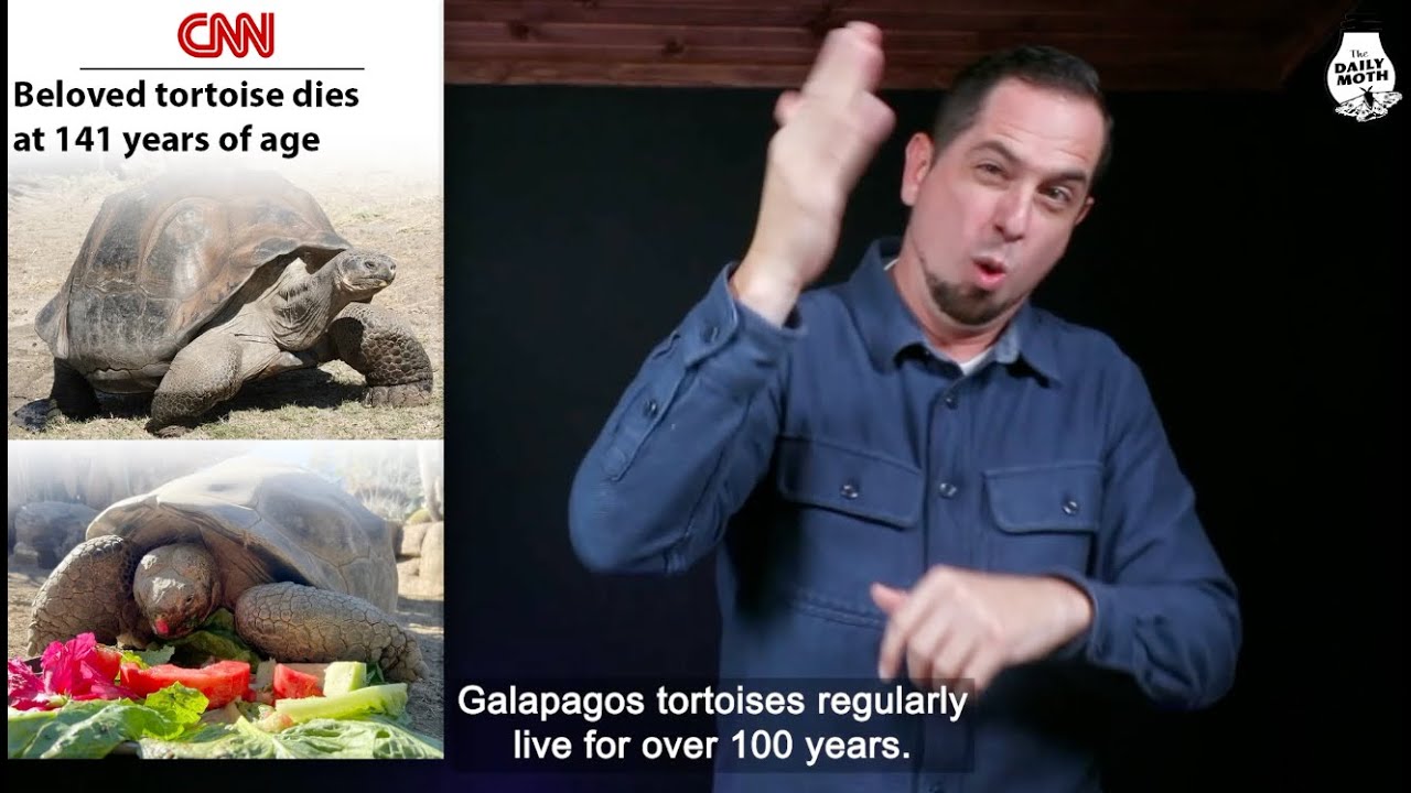 Beloved tortoise dies at 141 years of age