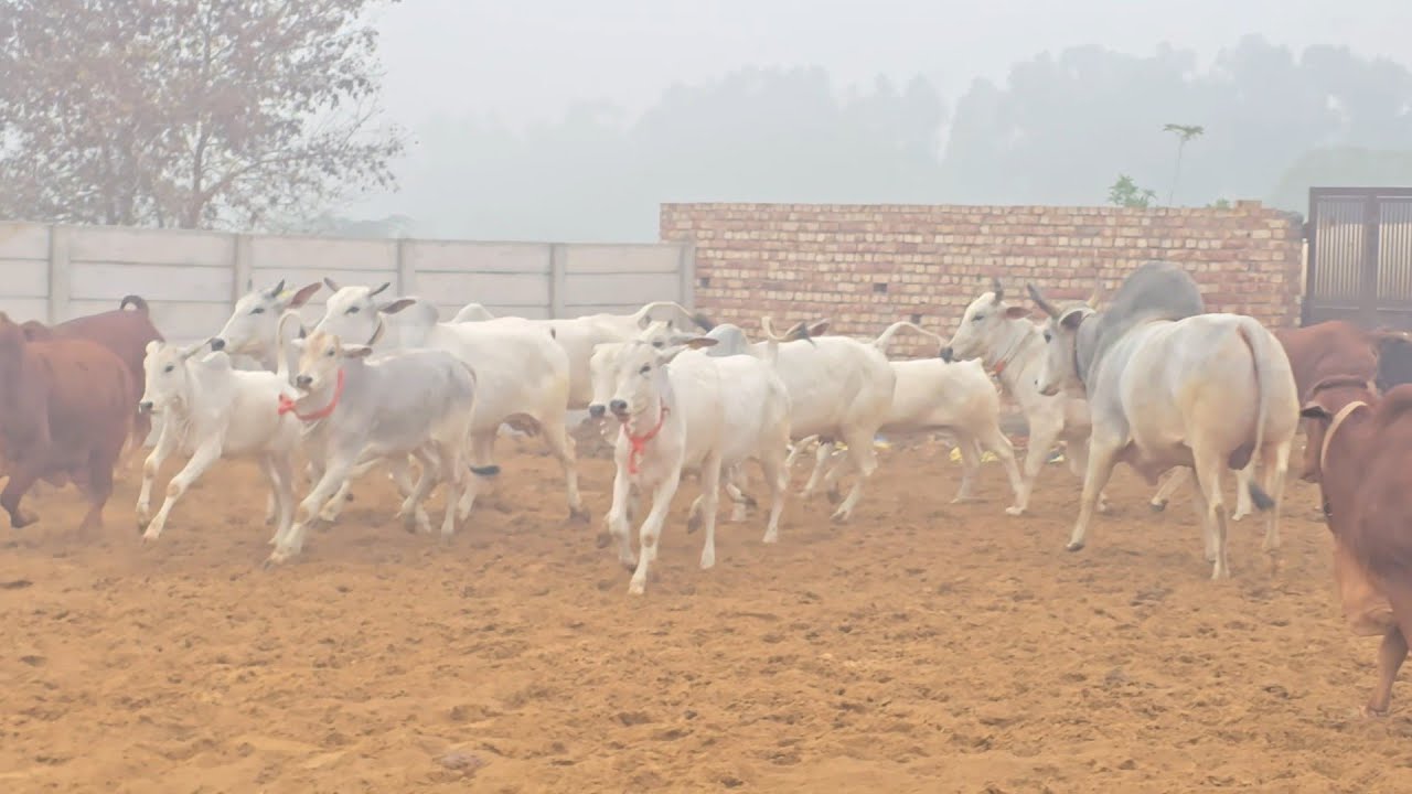 👍बड़े बड़े#hump की Haryana#नस्ल 👌Gowansh सुबह#सुबह मस्ती करते हुए  9812158812 AHLAWAT DAIRY FARM 🙏