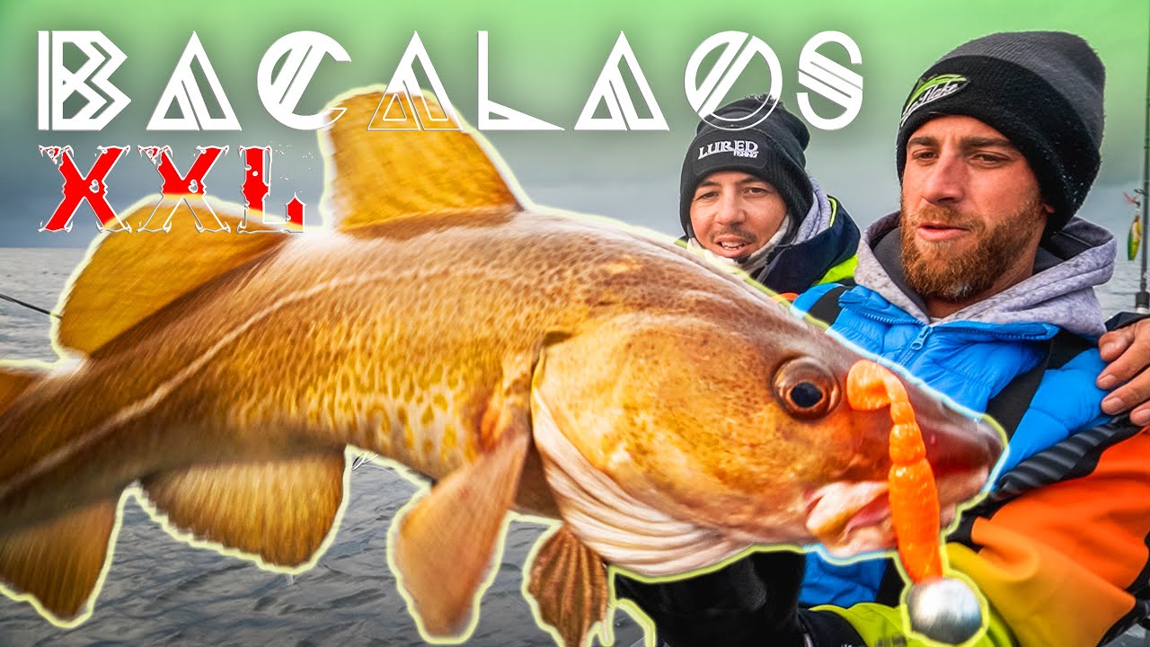 BACALAOS XXL con VINILO y HALIBUTS [Norwegian Series Capt. 2] | Lured Vlog 202