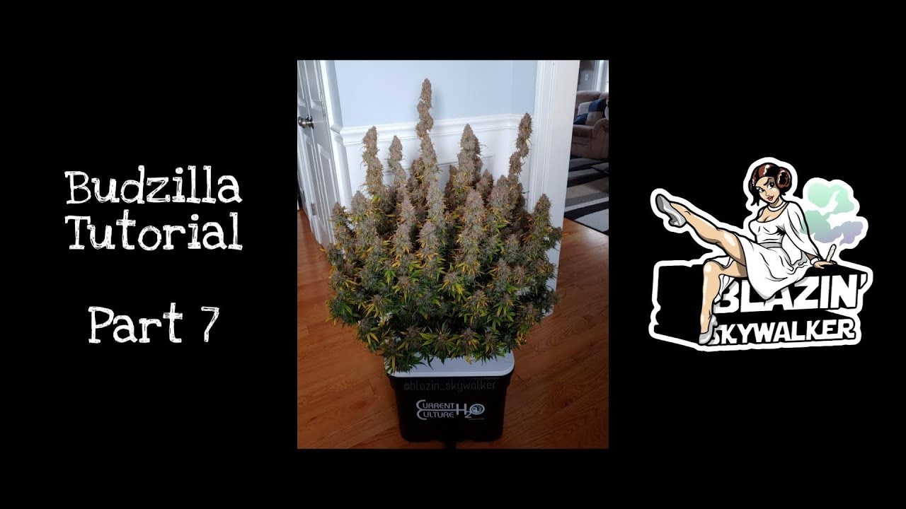 Budzilla Tutorial - Part 7