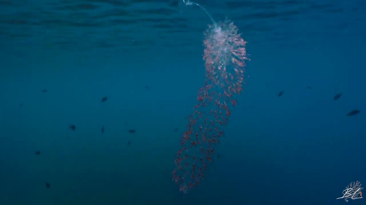 Strange Sea Planet