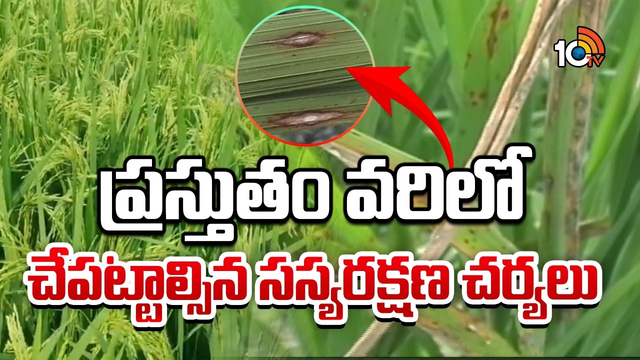 Paddy Crop Protection: ప్రస్తుతం వరిలో చేపట్టాల్సిన సస్యరక్షణ చర్యలు | Matti Manishi | 10TV News