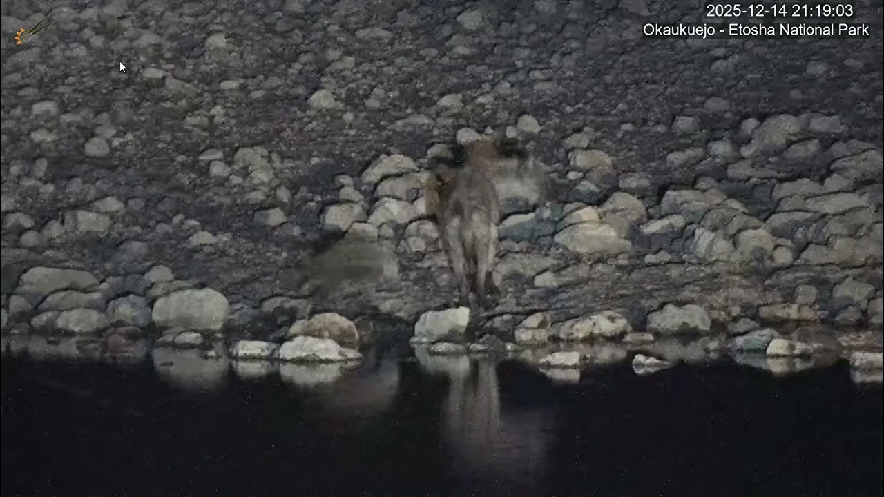 Spotted hyaena and her cub. Okaukuejo Resort Wildlife Waterhole