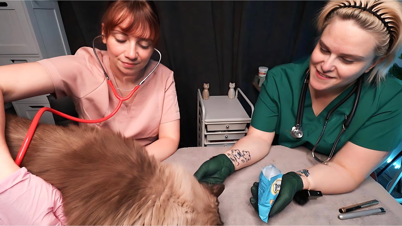 A Relaxing ASMR Real Person Veterinary Clinic For Cats