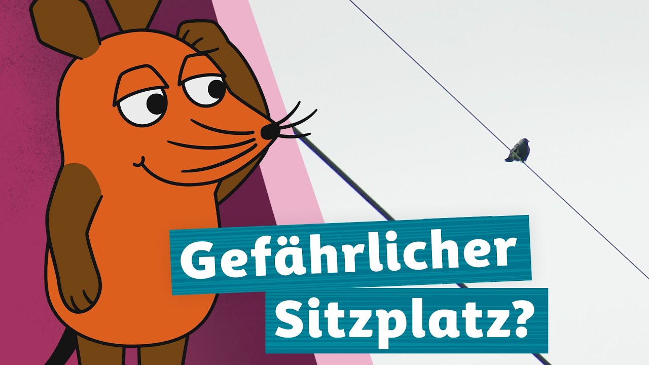 Wieso bekommen Vögel auf der Oberleitung keinen Stromschlag? | Die Maus | WDR