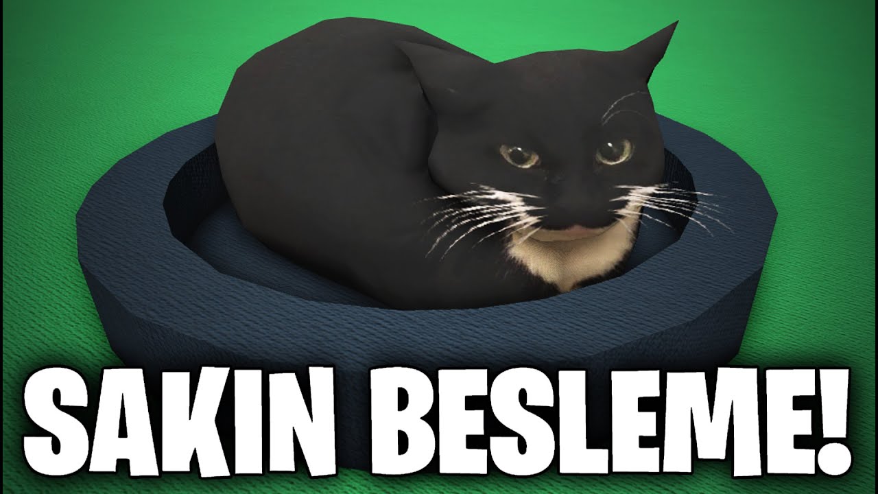 BU KEDİYİ BESLEMEYİN!