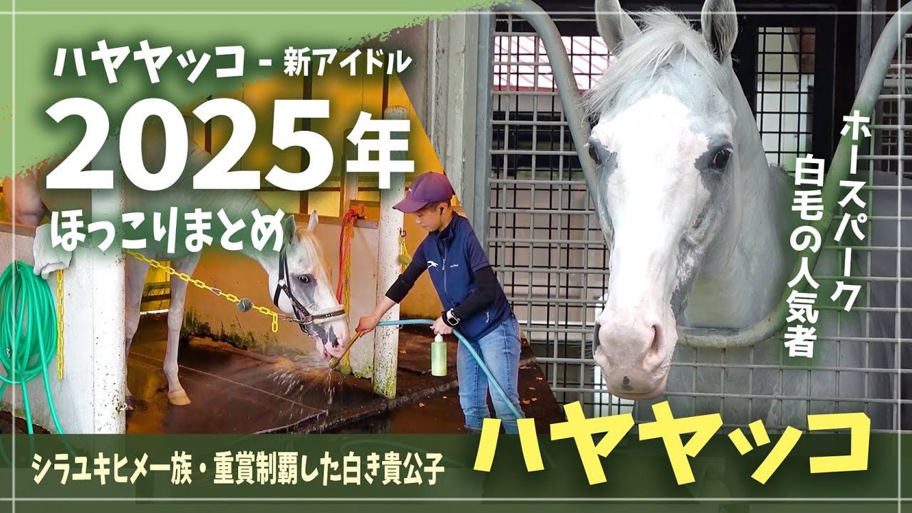 【ハヤヤッコ / 2025 総集編】引退しても人気は健在！ホースパークの新アイドルを眺める推しタイム