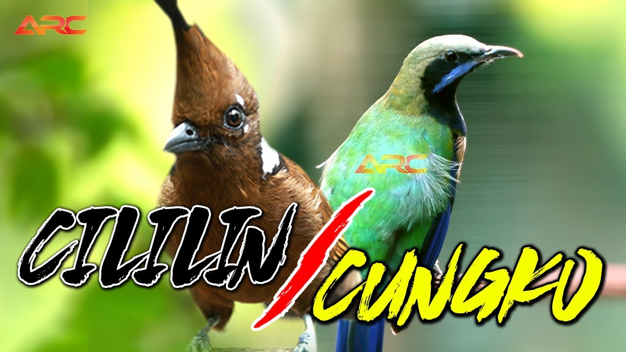MASTERAN KOMBINASI CILILIN vs CUNGKO | MASTERAN MEWAH SUPER NEMBAK