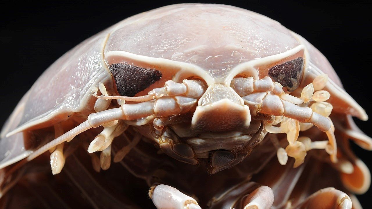 Факты: Гигантский изопод