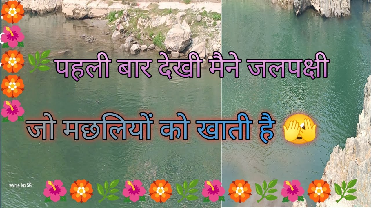 क्या अपने कभी देखी है जलपक्षी?🤔 #waterbrid #diving #brid #youtbeviral #mounthilssvlogs