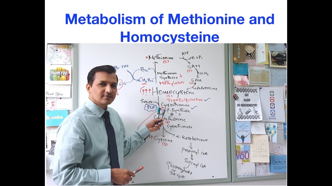 Metabolism of Methionine and Homocysteine