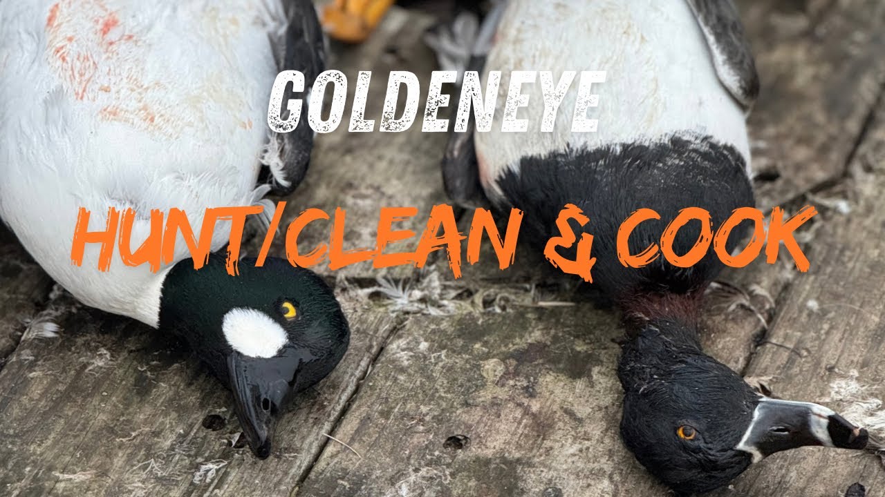 Goldeneye VS Ringneck VS Merganser taste test! GOLDIE HUNT CLEAN AND COOK