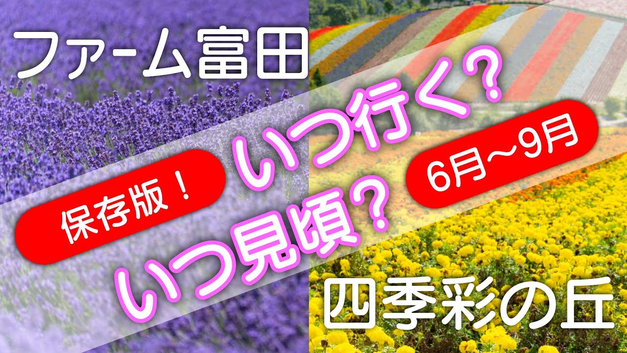 【保存版！】6月～9月のファーム富田・四季彩の丘｜いつ見ごろ？いつ行く？地元民が徹底紹介！！｜北海道旅行プラン2025年 富良野・美瑛 Subtitles: EN / 中文 / 한국어