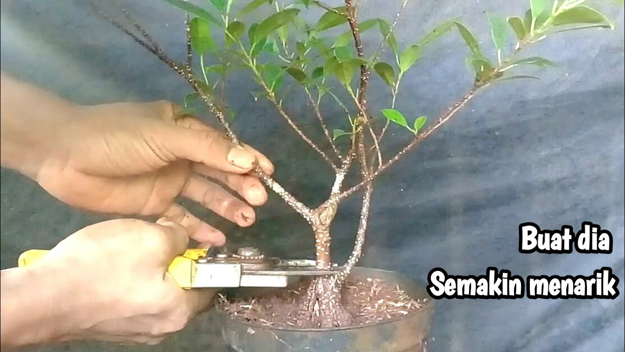 Bingung punya bahan bonsai seperti ini!!! Potong saja buat bonsai kimeng mame