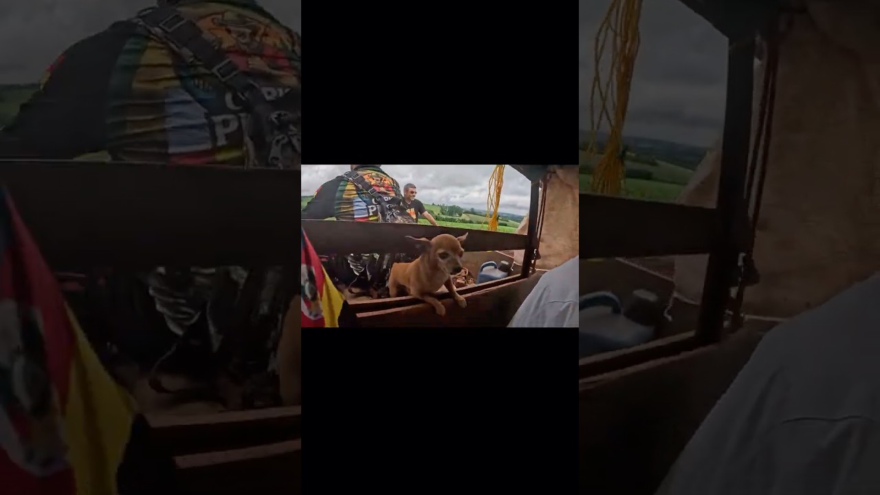 PESCARIA RAIZ DOS GURIS! 🎣 VÍDEO NOVO AMANHÃ ÀS 19H 