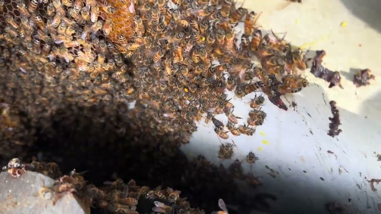 Bee removal with help!